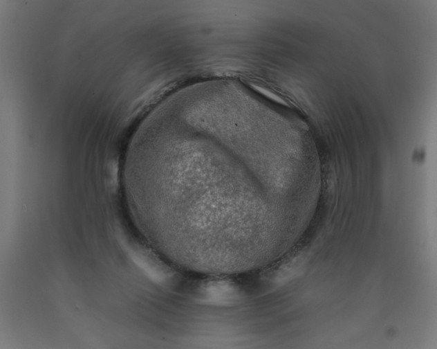 X0000090620262200707311250