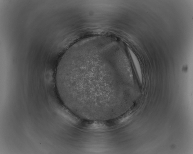 X0000090620270200707311250