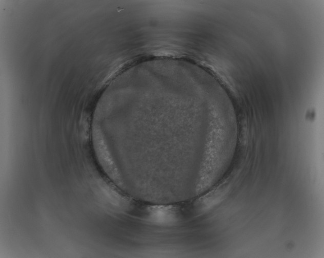 X0000090620273200707311250