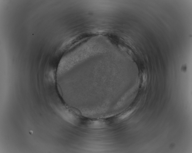 X0000090620286200707311250