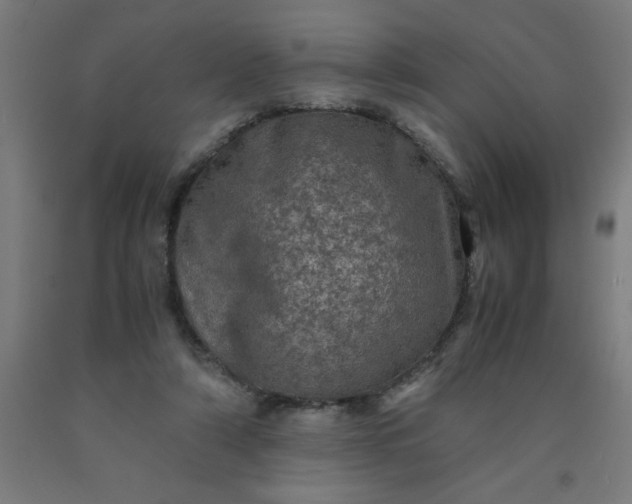 X0000090620306200707311249