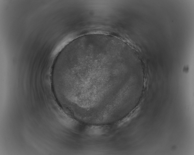 X0000090620341200707311248