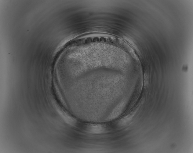 X0000090620349200707311249