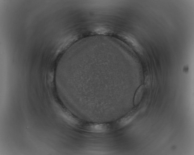 X0000090620365200707311249