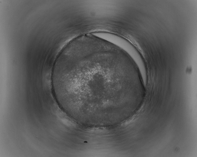 X0000090620386200707311248