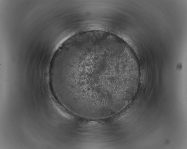 X0000090620390200707311248