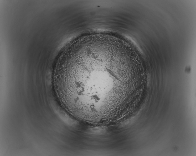 X0000090620447200707311247