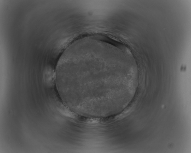 X0000090620624200707311245