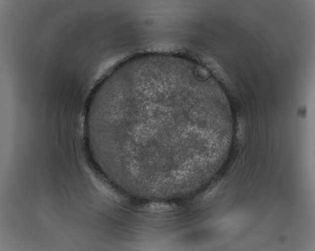 X0000090620636200707311245