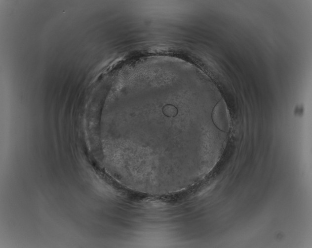 X0000090620648200707311245