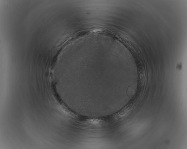 X0000090620654200707311245