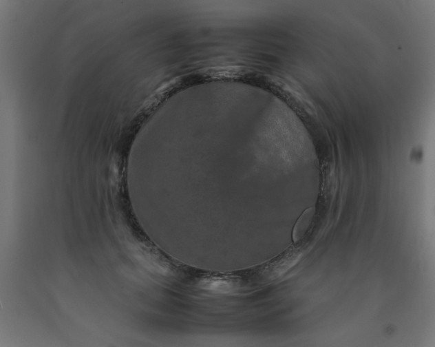 X0000090620655200707311245