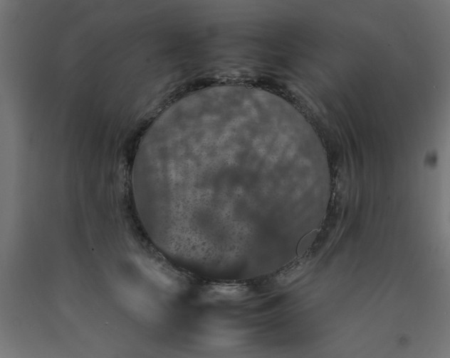 X0000090620659200707311245