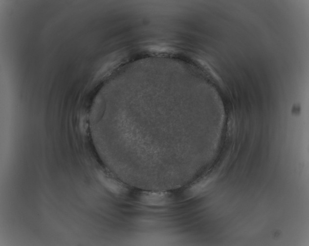 X0000090620671200707311245