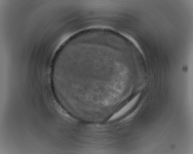 X0000090620783200707311243
