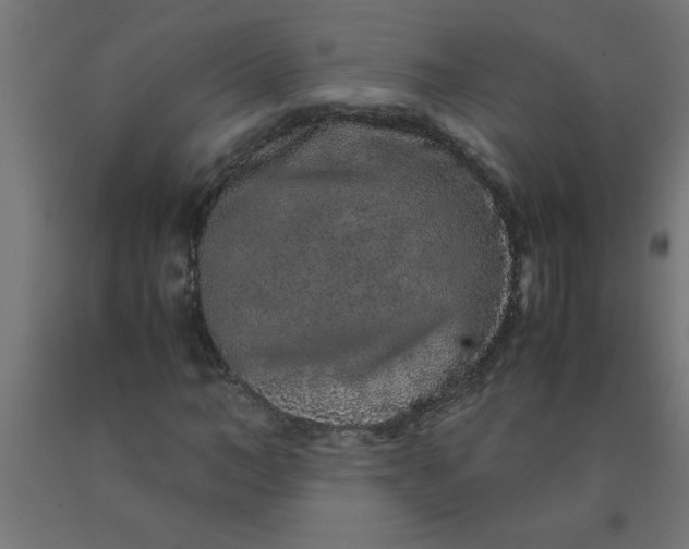 X0000090620966200707311240