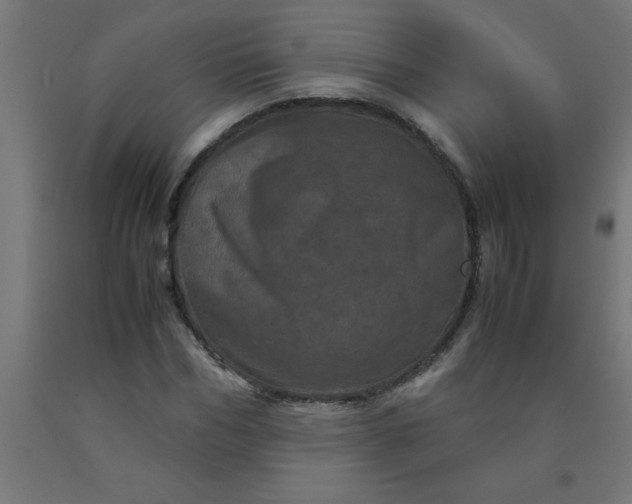 X0000090620970200707311240
