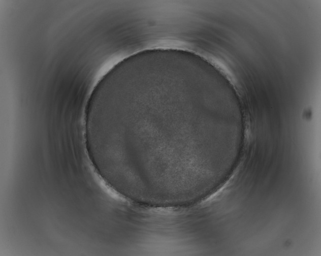 X0000090620990200707311240