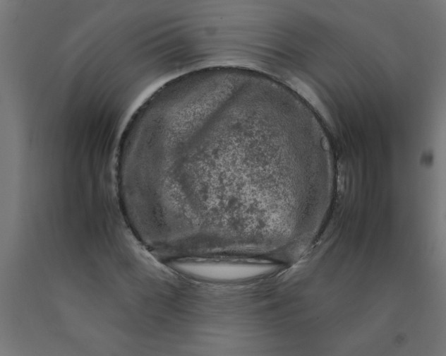 X0000090621068200707311239