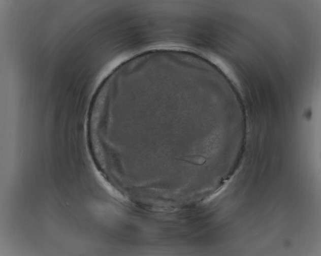 X0000090621237200707311237