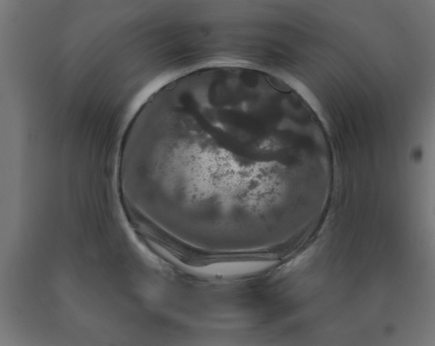 X0000090621245200707311237
