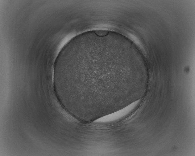 X0000090621275200707311236