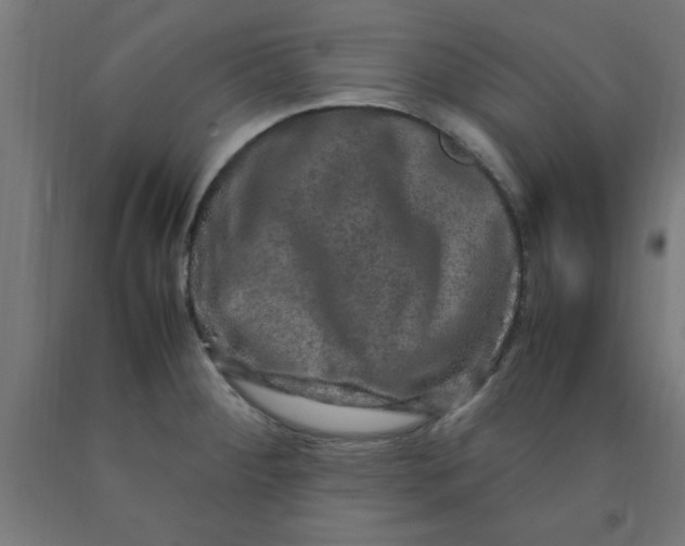 X0000090621284200707311236