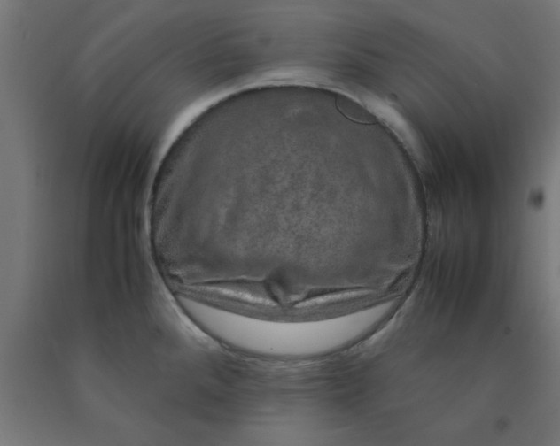 X0000090621288200707311236