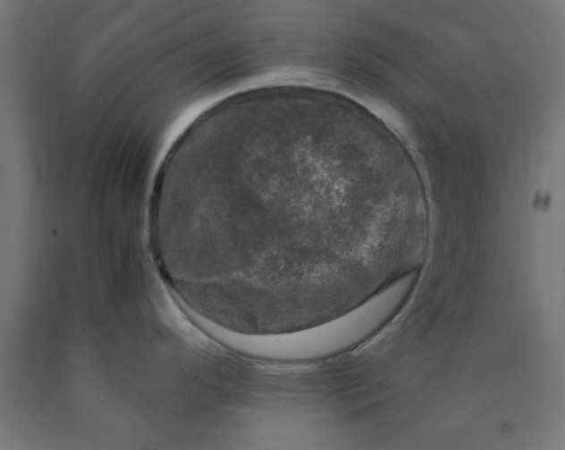 X0000090621296200707311236