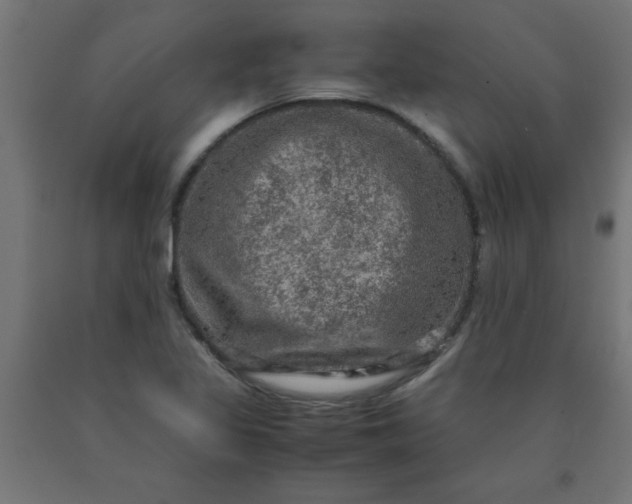 X0000090621317200707311235