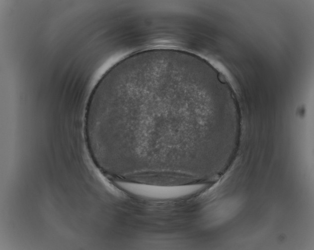 X0000090621333200707311236
