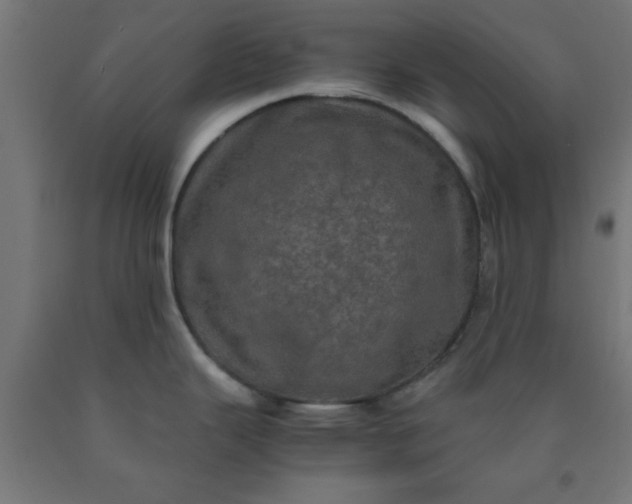 X0000090621343200707311236