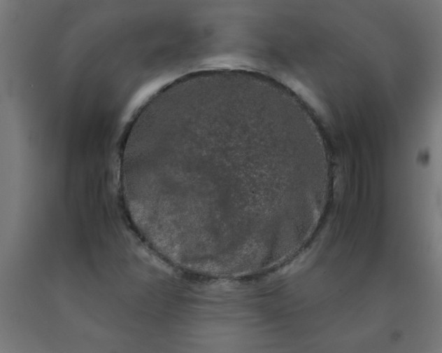 X0000090621358200707311235