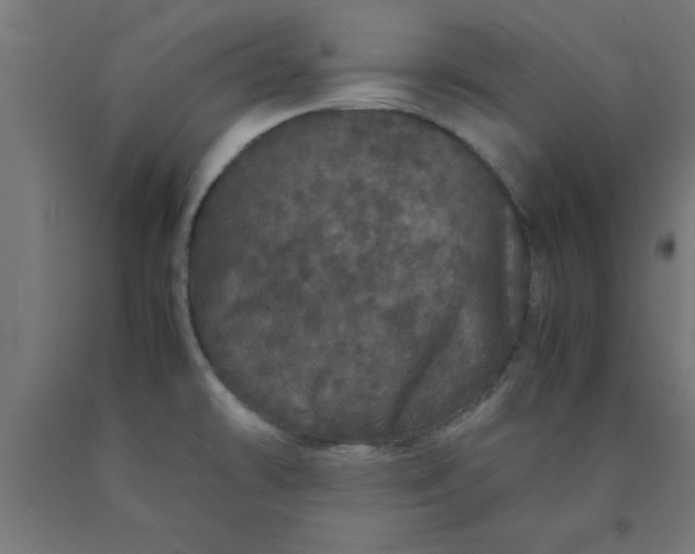 X0000090621478200707311233