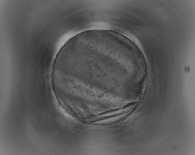 X0000090621488200707311233