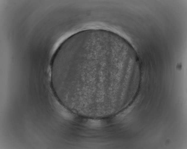 X0000090621509200707311233