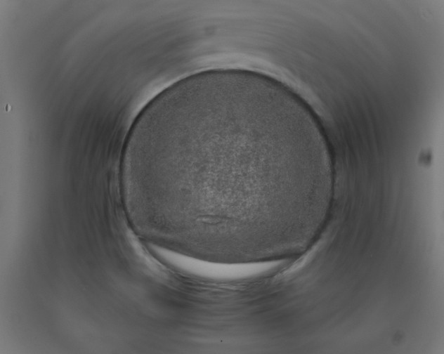 X0000090621513200707311233