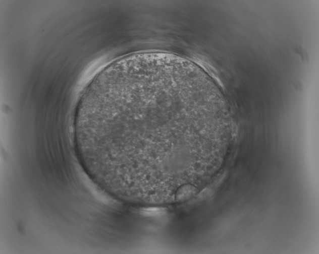 X0000090620053200708071233