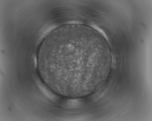 X0000090620061200708071233