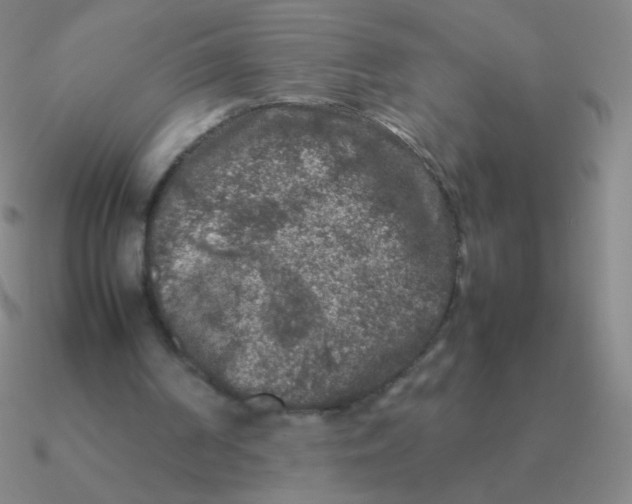 X0000090620194200708071232