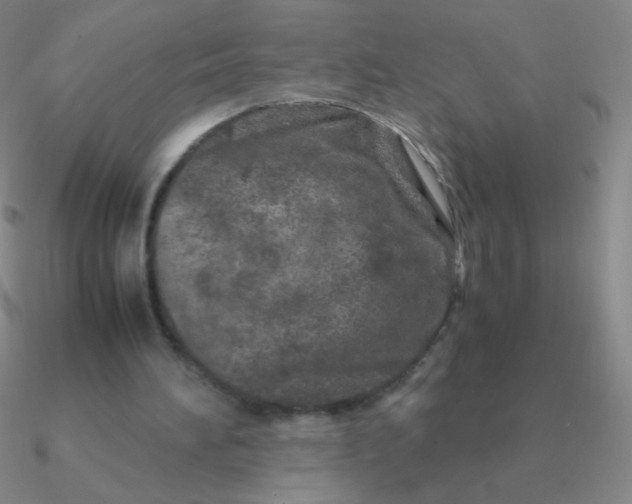 X0000090620196200708071232