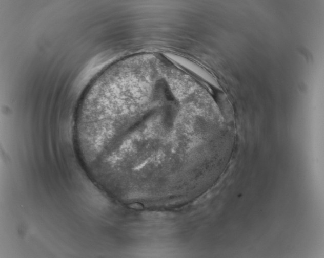 X0000090620242200708071231