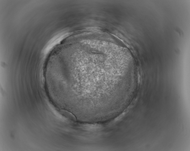 X0000090620245200708071231