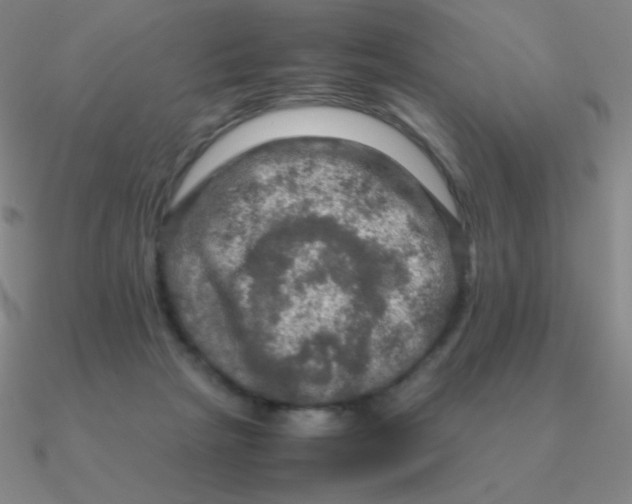 X0000090620265200708071231