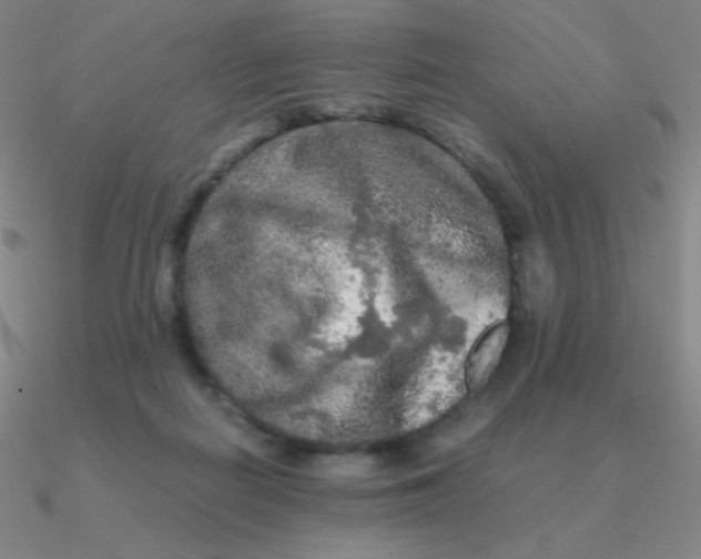 X0000090620266200708071231