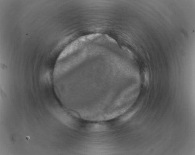 X0000090620286200708071231