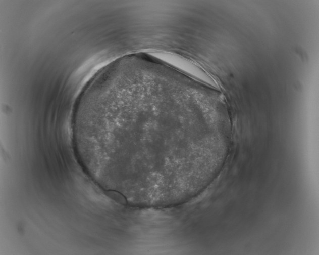 X0000090620290200708071231