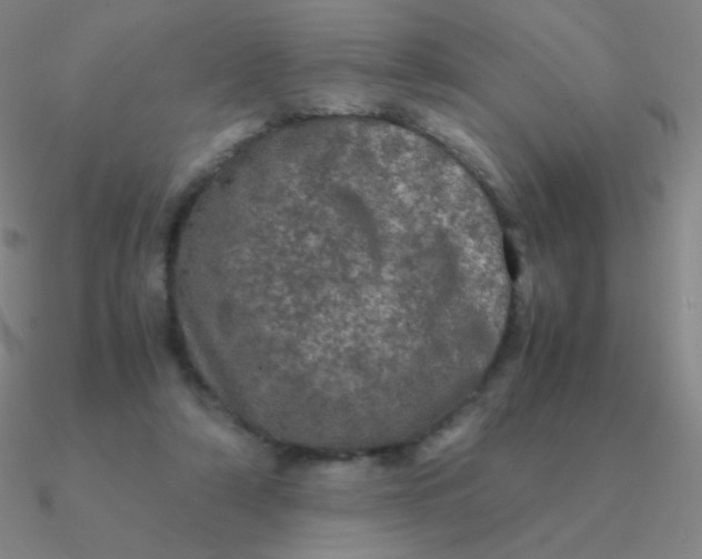 X0000090620306200708071230