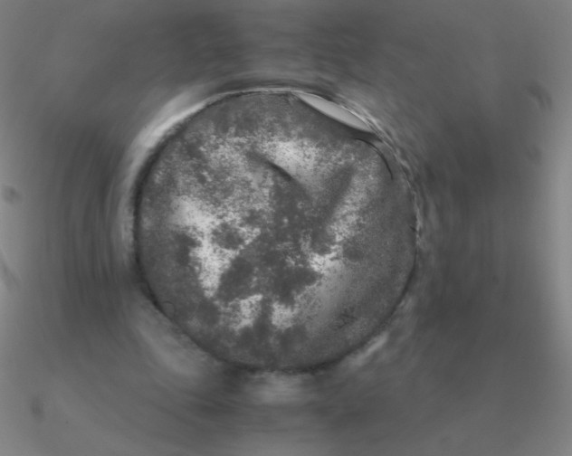 X0000090620343200708071229