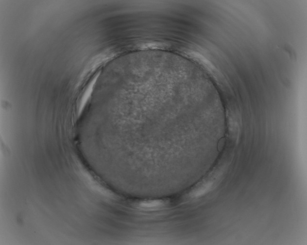 X0000090620357200708071229